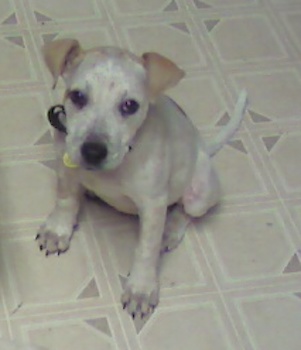 A little white puppy with tan ears sitting down on a kitchen floor