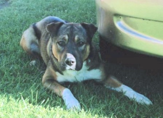 A tricolor fawn, black and white dog laying down in the shaded grass next to a yellow car