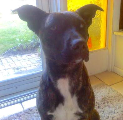 Close up head shot of a dark chocolate brown brindle dog laying down on a chair with her head on the arm rest