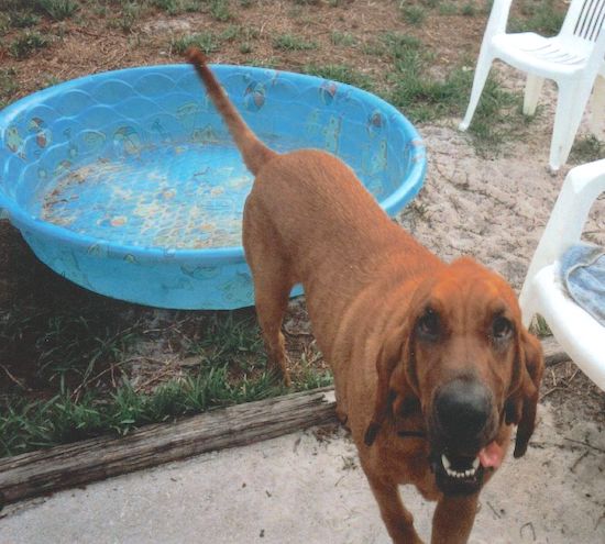 A tall fawn red colored dog with a long tail and a large head with big hanging ears in front of a blue plastic kiddy pool