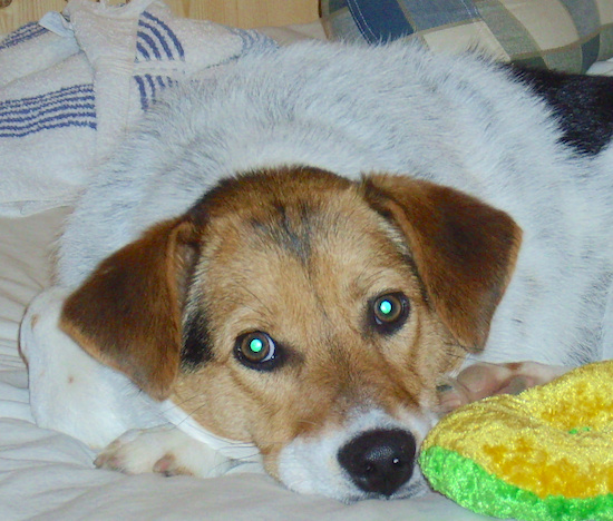 A tan white and black dog with a tan head, a black nose, brown eyes, a white body with bladk saddle patches on her back laying down