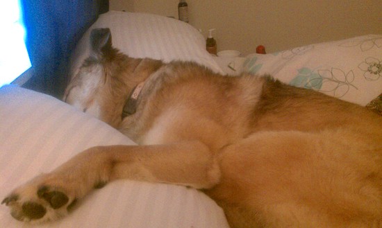 A double-coated tan dog with cream colored spots and black ears laying down sleeping on a person's bed