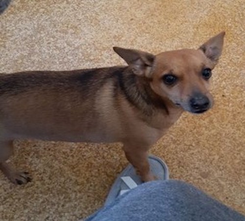 A little tan dog with black highlights, wide-set erect ears that come to a point, dark round eyes and a black nose standing on a tan carpet