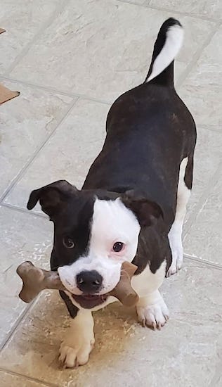 A brown brindle puppy with a long tail that curls up over his back, half his face brown and the other half white, a black nose carrying a bone in his mouth