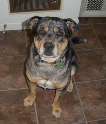 A merle and tan colored dog with a wide chest, a large head, rose ears that hang to the sides and a long tail sitting down on a brown floor