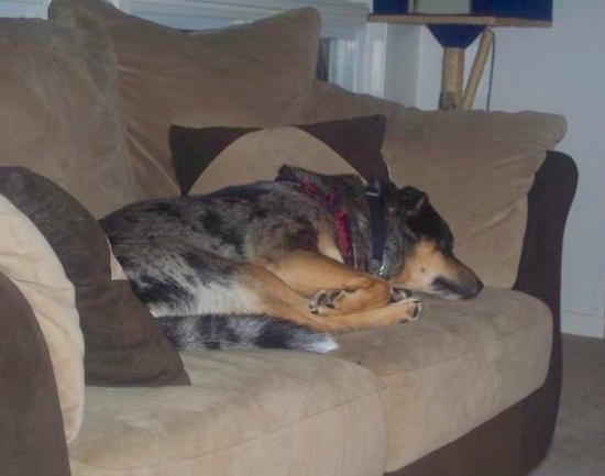 A large, thick bodied merle, gray and black dog with tan legs and tan on his face laying down on a tan and brown couch