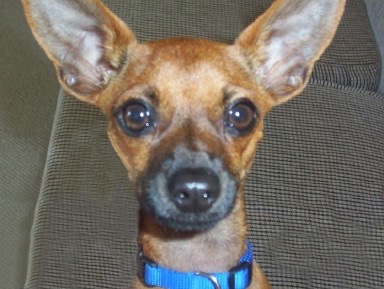 Mylo the brown and black Chihuahua is laying on a rug and looking up to the camera holder