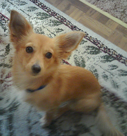 A little reddish-tan dog with large pointy ears, round brown eyes and a black nose sitting down