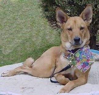 A tan dog with white on his chest and on his neck laying down on a white blanket next to a bush in the grass