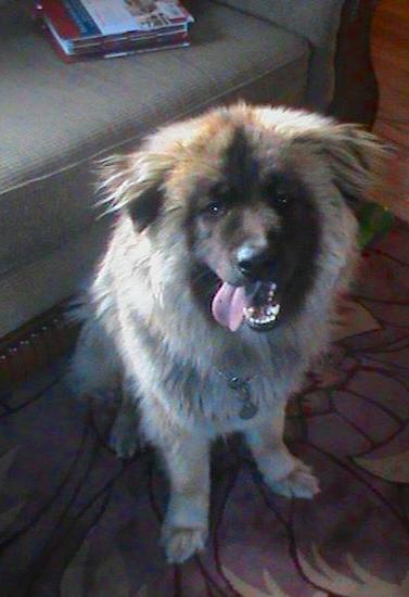 A long, thick-coated tan large breed puppy with a tan body and black muzzle sitting down in front of a couch