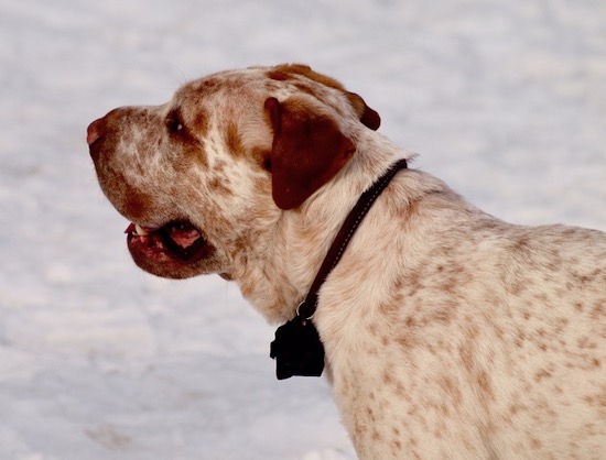 Side view of a red ticked dog with a boxy shaped head and snout and a wide muzzle with solid red ears