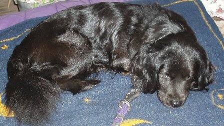 A thick-coated, shiny-black dog with a long fringe tail sleeping on a blue and yellow rug