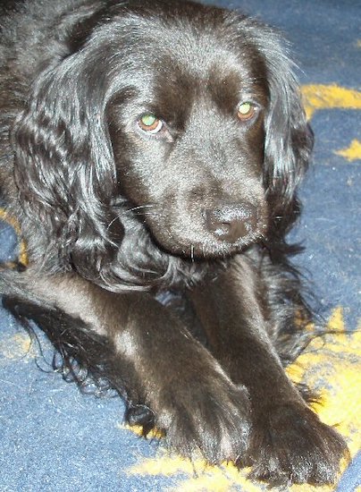 A thick-coated, shiny-black dog with long hair on his ears laying down on a blue and yellow rug