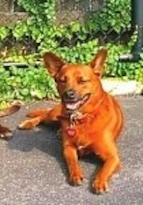 A red colored dog with large stand up perk ears and a black nose laying down in a driveway