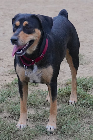 A tricolor, large breed black tan and white dog with ears that hang to the sides standing outside