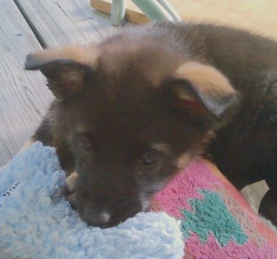 A little large breed puppy with small ears that fold over slightly at the tips laying down on a dog bed outside on a wooden deck with her muzzle resting on a baby blue plush toy