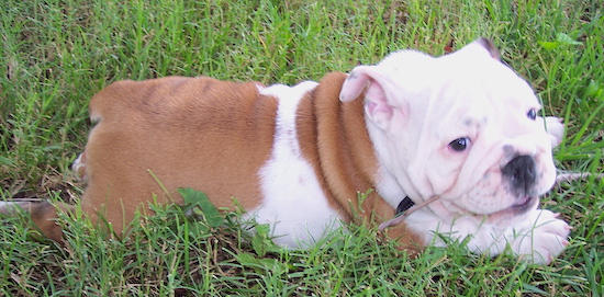 A little fawn and white dog with a wide belly and a big round, wrinkly head with a black nose laying down in grass chewing on a stick