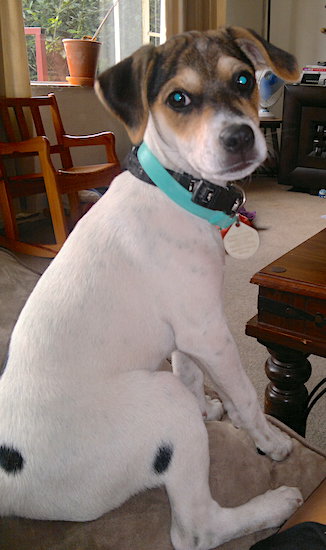 A tricolor, white dog with a black and tan mask and a couple black spots on his back sitting down on a couch