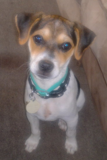 A tricolor, black, tan and white little dog with ears that fold over to the front, round dark eyes and a black nose sitting down