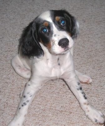 A little white dog with black and tan on her face with black ticking on her body sitting down