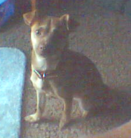 A little tan dog with ears that fold over to the front, wide round eyes and a brown nose sitting down