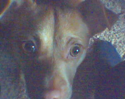 Close up head shot of a tan dog with golden brown eyes and a brown nose looking up