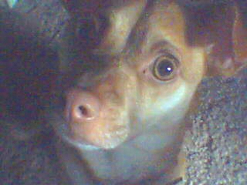 Close up head shot of a fawn-colored dog with wide brown eyes and a brown nose laying down