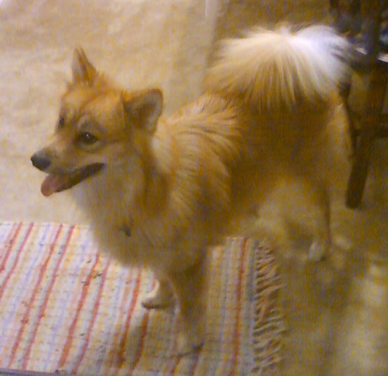 A thick-coated red dog with a white under coat, a tail that curls up over his back and small prick ears standing in the living room