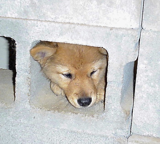 A fluffy little dog with a red colored coat with her head peering through the hole of a cinderblock