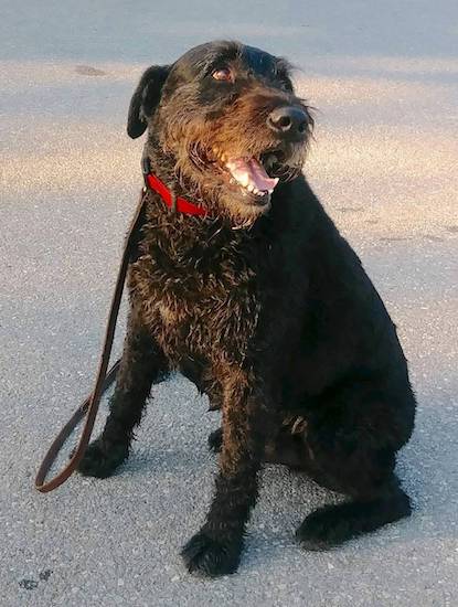 A large, wide-chested thick-haired dog with a large head, a big black nose and dark eyes sitting down looking up to the right