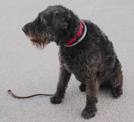 A shaggy, large dog with a big head, a long beard, a long snout with small ears that fold in a v-shape towards the front of the head sitting down