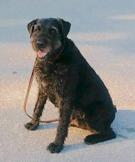 A soft-coated, large breed black dog with a wide chest and a large body sitting down with her pink tongue showing