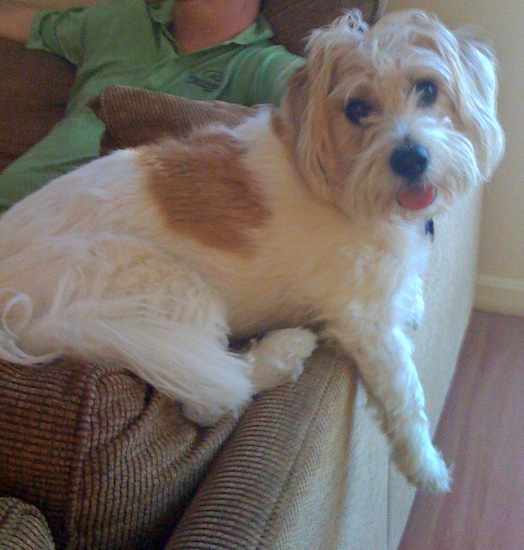 A white and tan dog with cream coloring on his head laying down on the arm of a brown couch with a man in a green shirt behind him sitting down