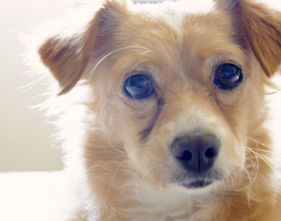 Close up head shot of a tan dog with wide round brown eyes and small ears that fold over to the front