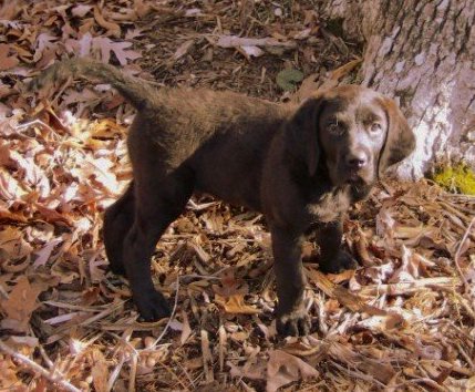 A small brown puppy with wavy fur on his back, brown eyes and a brown nose standing outside under a tree