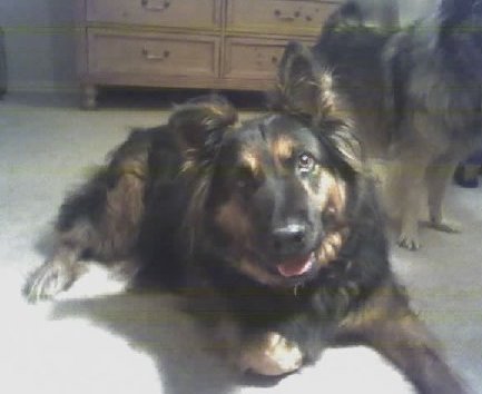 A long coated, shepherd-looking black and tan dog with a long snout and black nose laying down