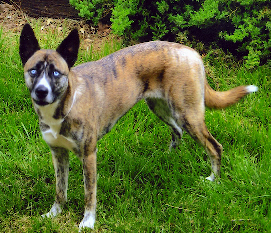 A large breed brown brindle dog with big ears that stand up to a point and ice blue eyes with a white chest, white tipped paws and tail standing in grass