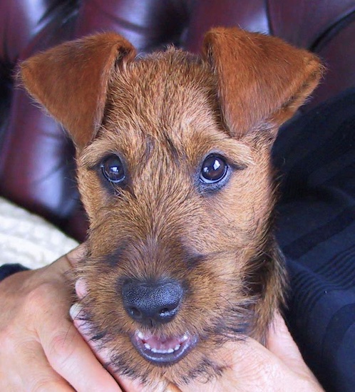 Close up head shot of a brown and fawn puppy with small v-shaped ears that fold over to the front, wide round dark eyes, a black nose and black lips
