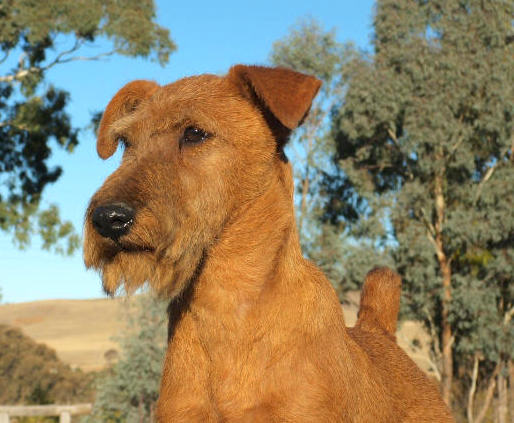 Close up head shot of a red colored dog with small fold over v-shaped ears, a long snout, black nose and dark eyes standing outside