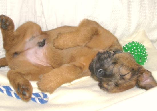 A little tan puppy wiht a black snout and beard sleeping belly-up next to a green ball