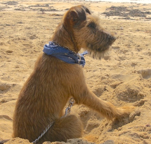 A tan wiry-looking terrier with ears that fold over to the front wearing a blue bandana sitting in a hole in the sand