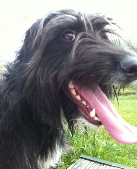 A long haired, long nosed dog with his pink tongue hanging out standing outside