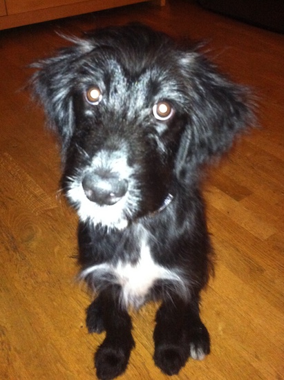 A black, gray and white puppy with long hanging ears sitting down