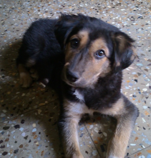 A black and tan puppy with a white spot on his chest laying down looking up