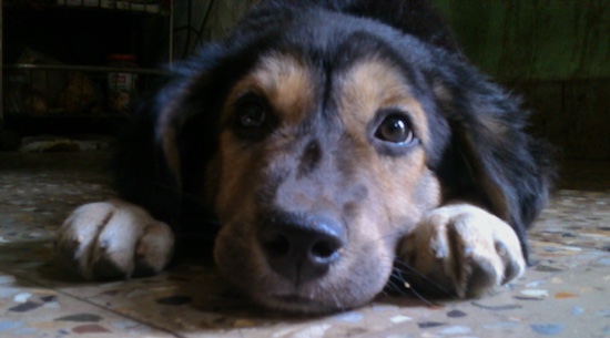 Front view close up head shot of a black and tan puppy with brown eyes and a black nose laying down