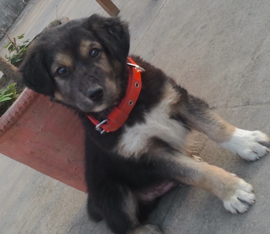 A small blakc and tan puppy with white on his paws and a spot on his chest sitting down