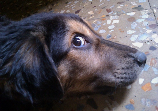 Close up head shot of a black and tan puppy with brown eyes and a black nose laying down