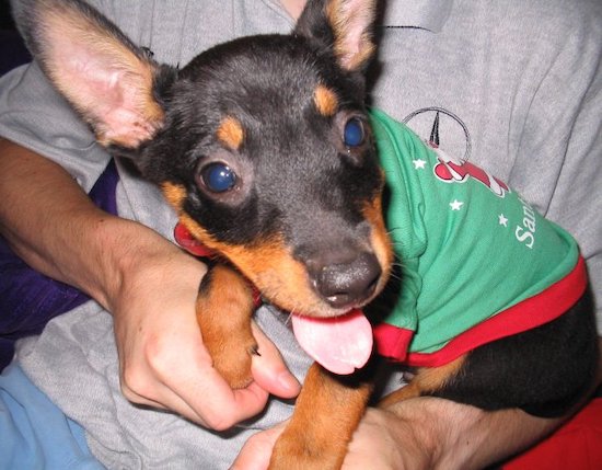 A little black and tan puppy wearing a green t-shirt sitting on a person's lap looking happy with his pink tongue hanging out