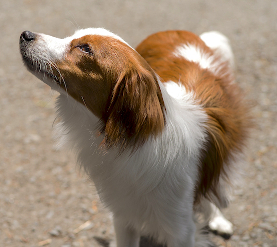 Front view of a white with red thick coated dog standing looking to the left