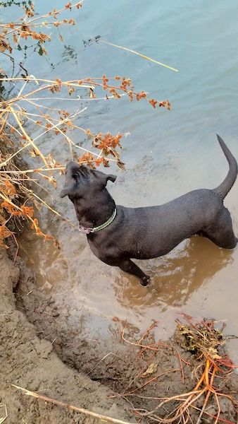 A large breed black dog standing in water next to a muddy bank